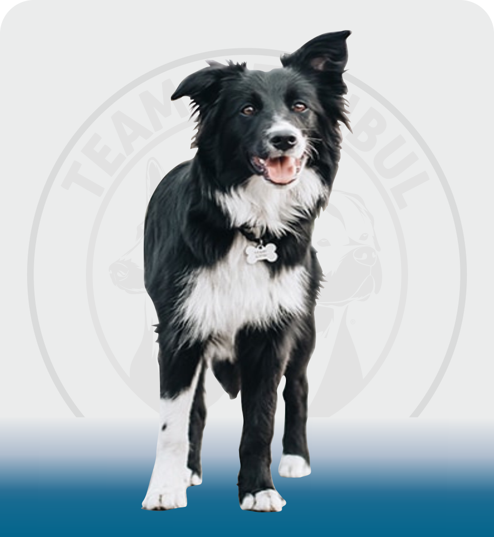 Border Collie, üstün zekası ve çalışma yeteneğiyle tanınan, enerjik ve sadık bir çoban köpeği ırkıdır.