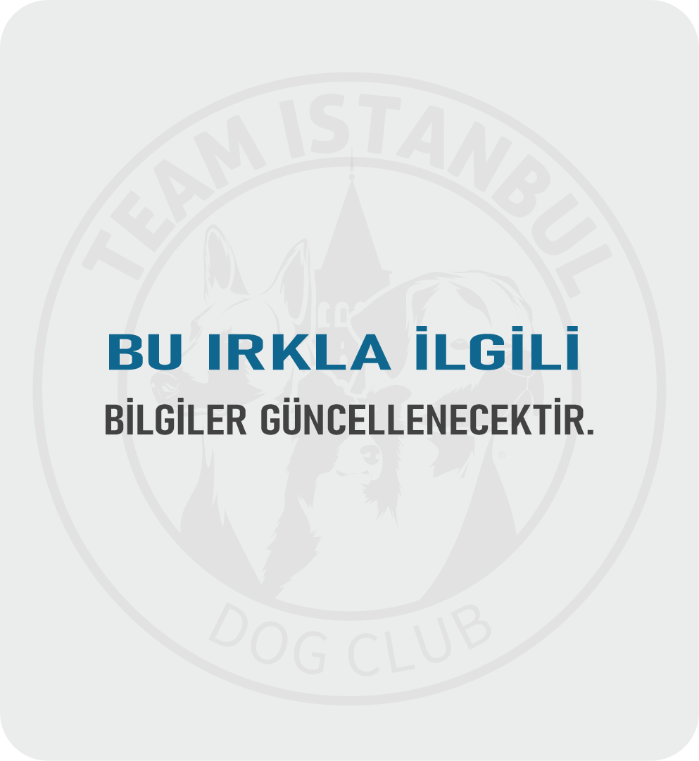 İstanbul Köpek Çiftliği - Köpek Irkları - Belçika Malinois - Güncelleniyor