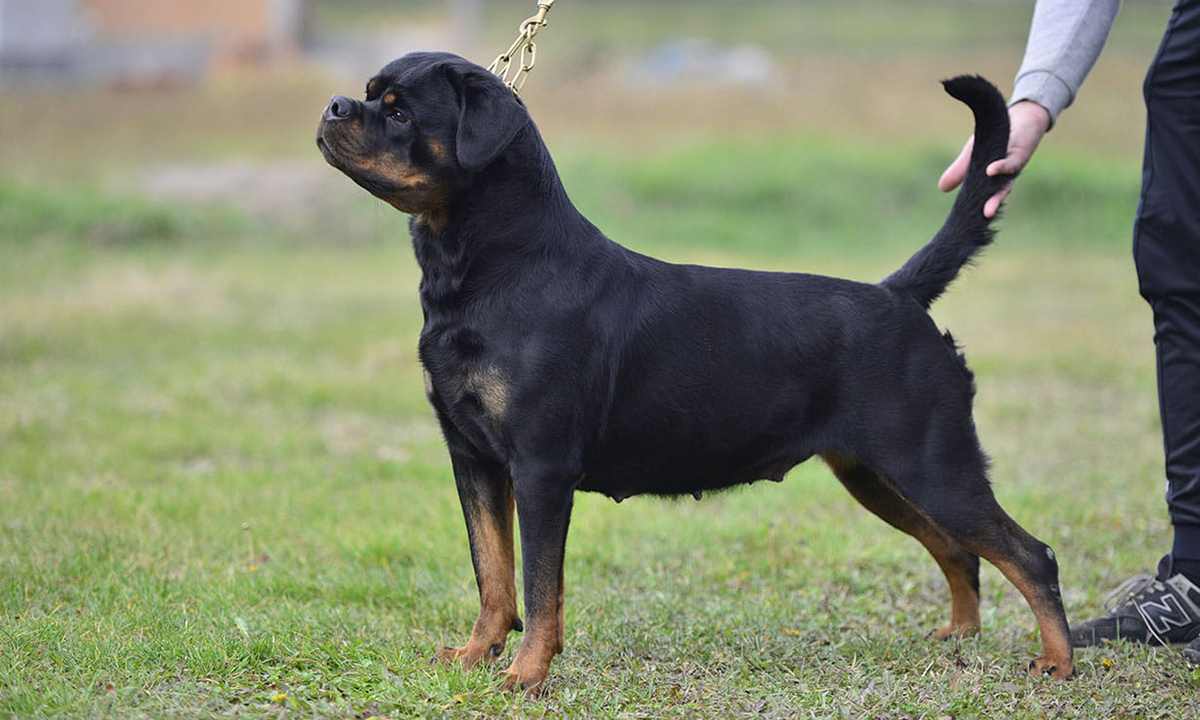 İstanbul Köpek Çiftliği - Köpek Irkları - Doğru Yavru Köpek Irkı Seçimi Nasıl Yapılır?