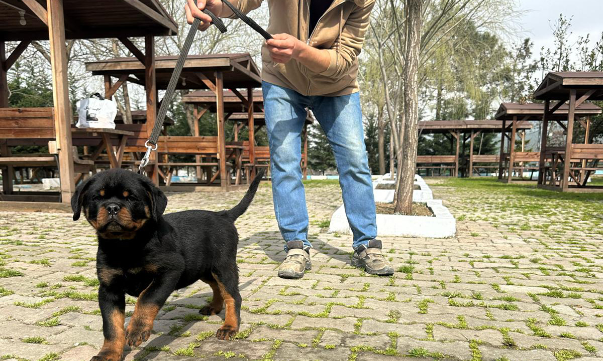 İstanbul Köpek Çiftliği - Köpek Irkları - Köpek Sahiplenmeden Önce Okumanız Gerekenler