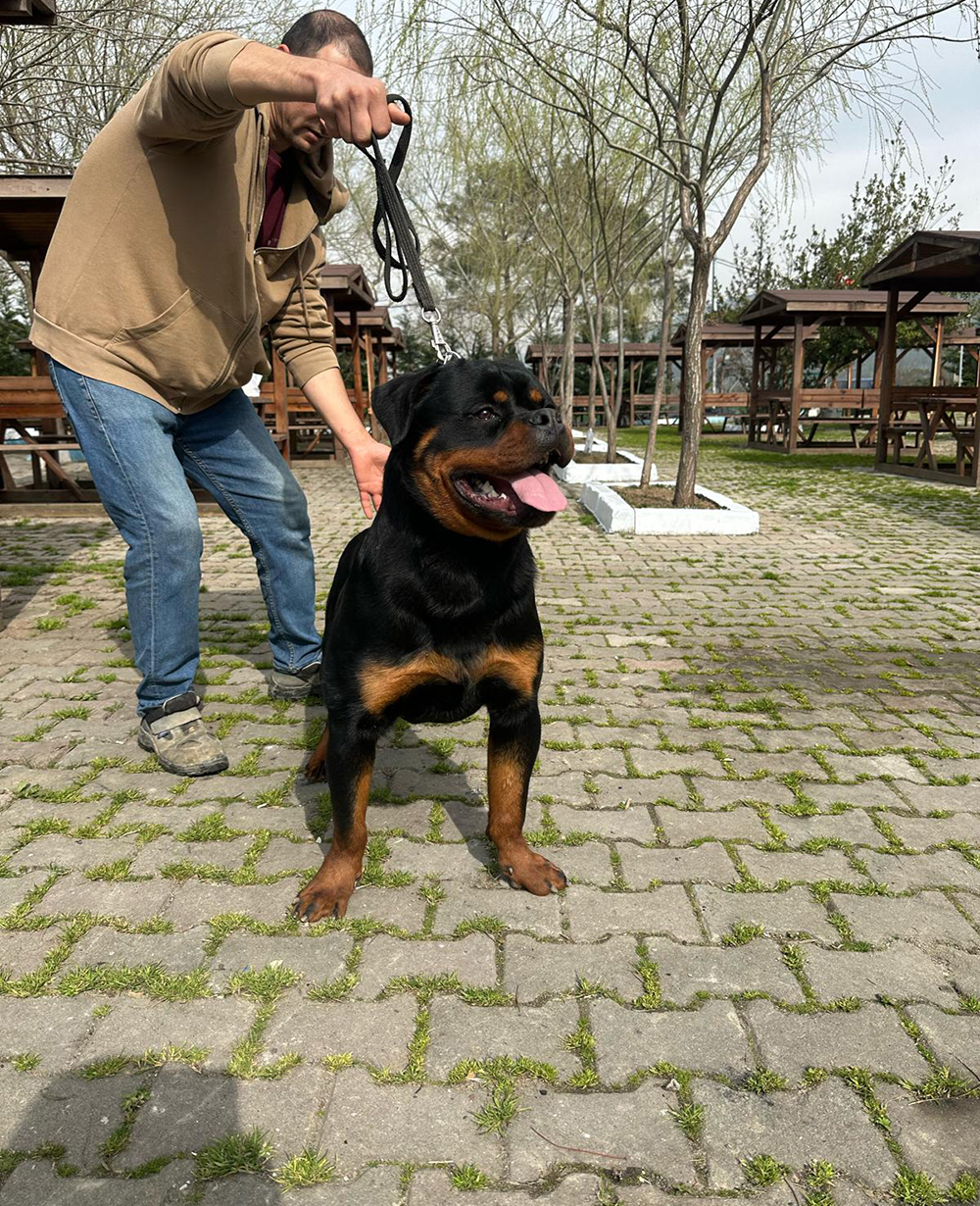 İstanbul Köpek Çiftliği - Köpek Irkları - Lucky Rumarotts